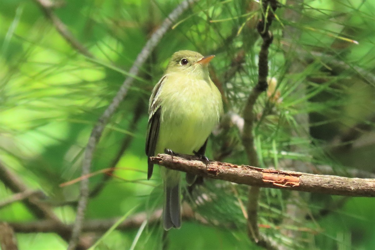 Yellow-bellied Flycatcher - Darrell Shedden