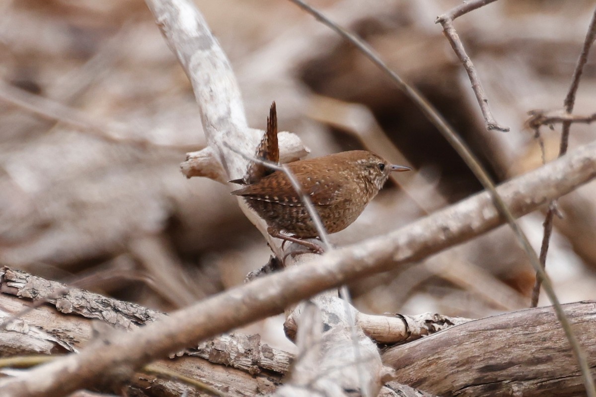 Winter Wren - ML617199457