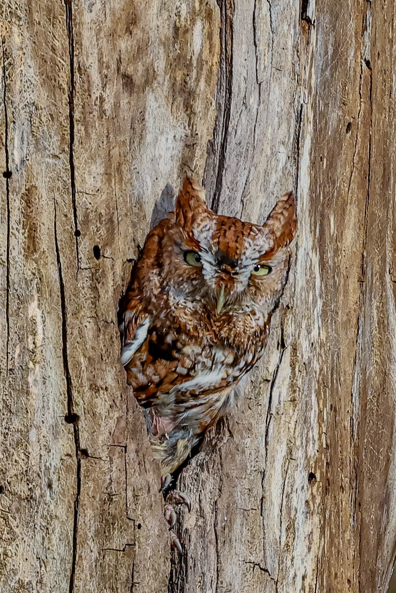 Eastern Screech-Owl - Niraj  Jobanputra