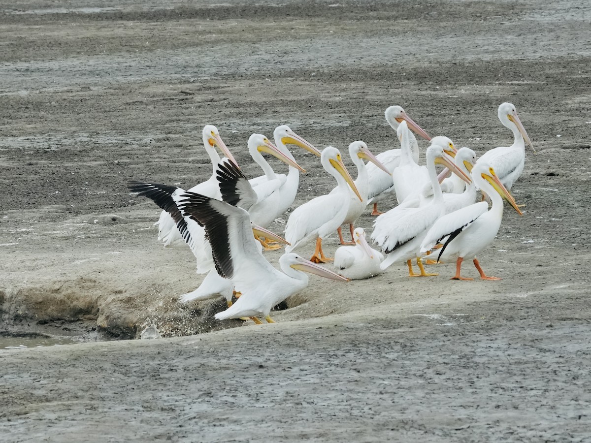 American White Pelican - ML617199586