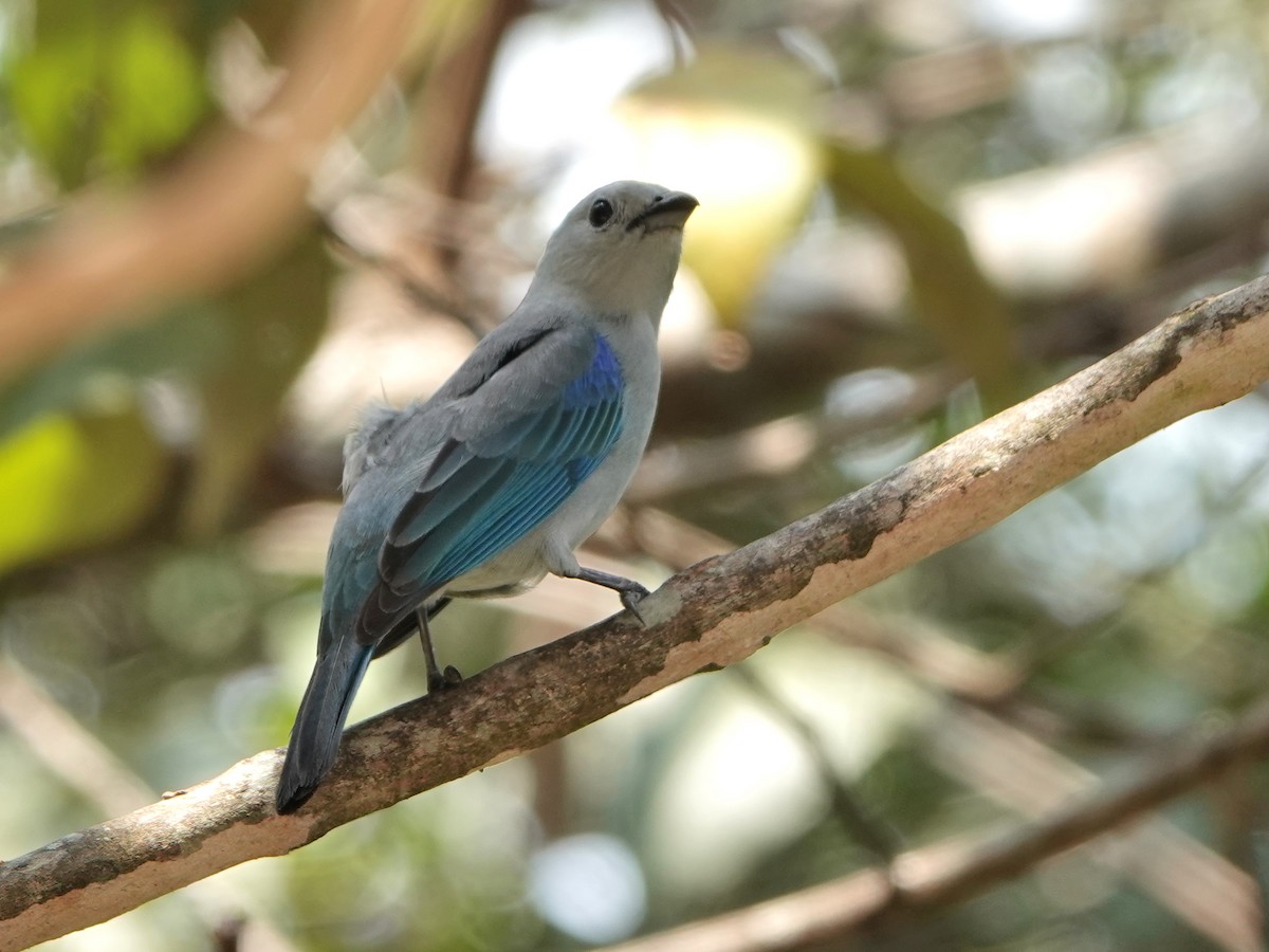 Blue-gray Tanager - ML617199606