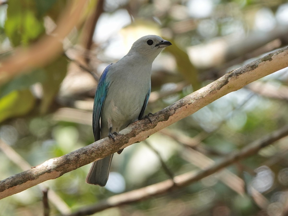 Blue-gray Tanager - ML617199607