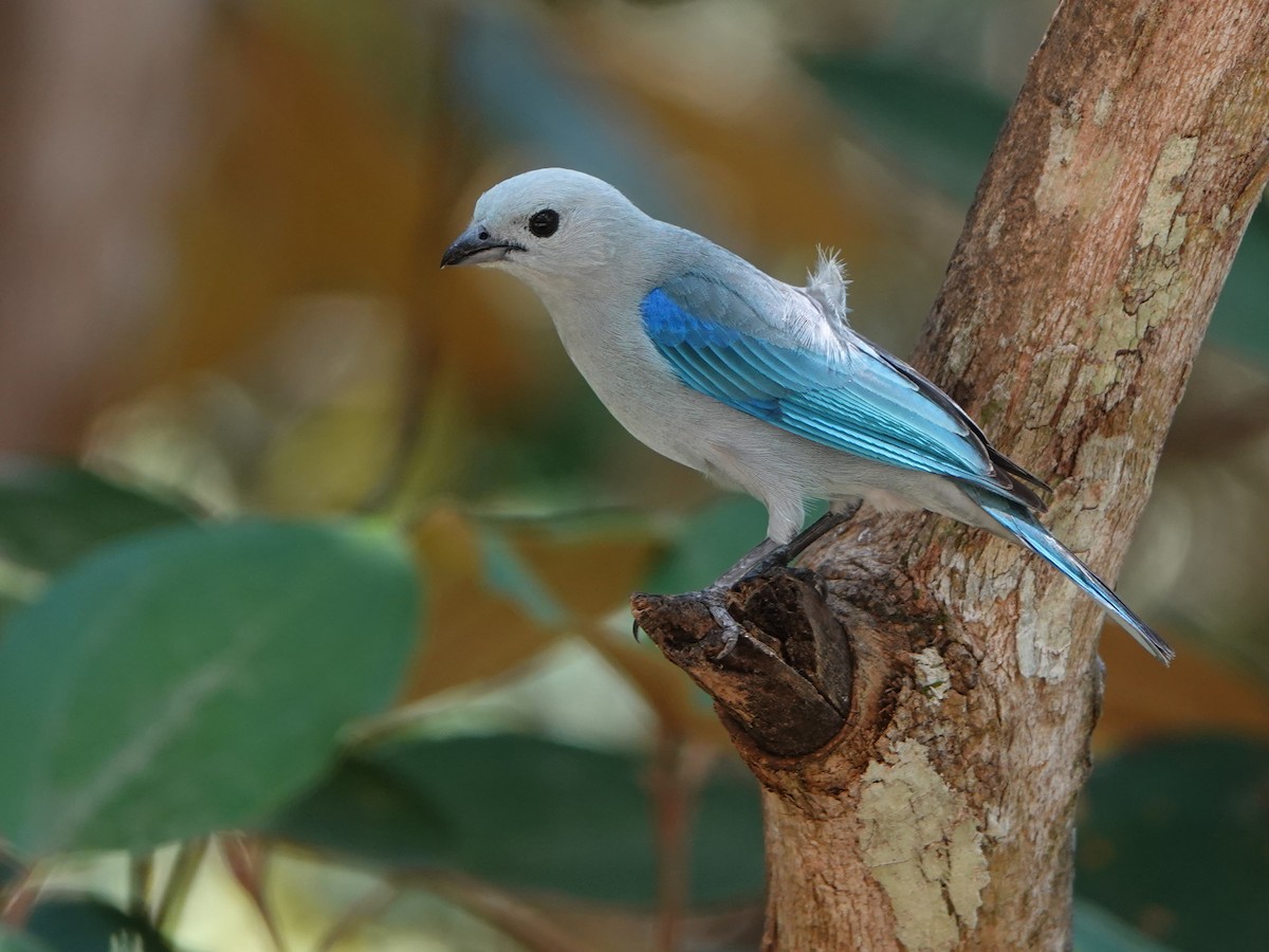 Blue-gray Tanager - ML617199608