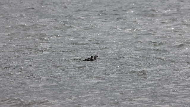 Red-necked Grebe - ML617199694