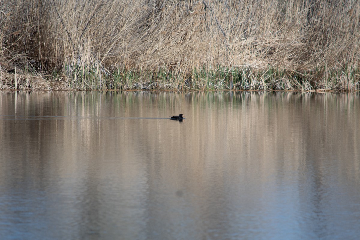 Surf Scoter - ML617199757