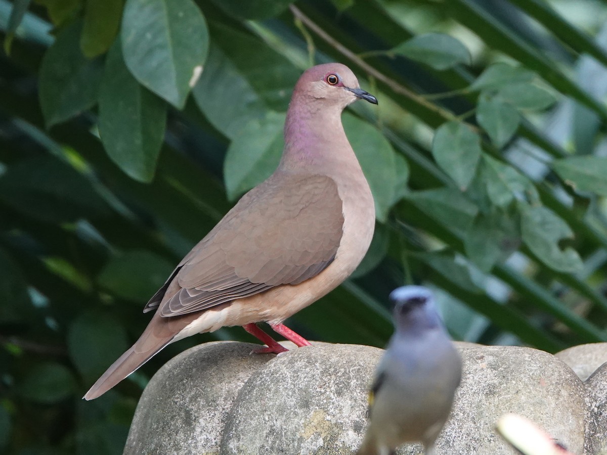 White-tipped Dove - ML617199758