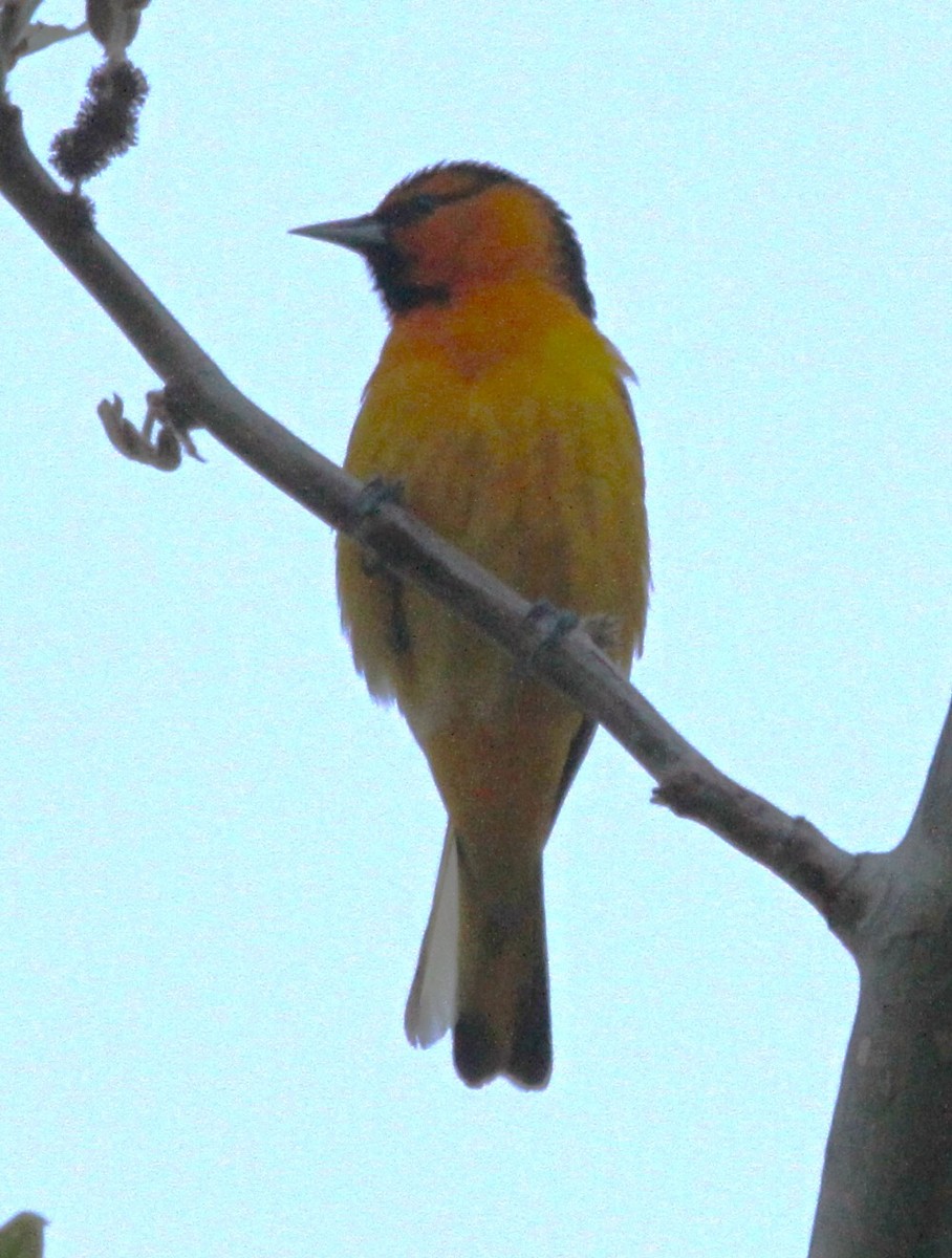 Bullock's Oriole - ML617199759