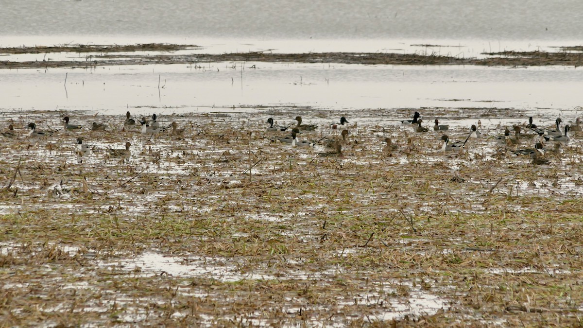 Northern Pintail - ML617199775