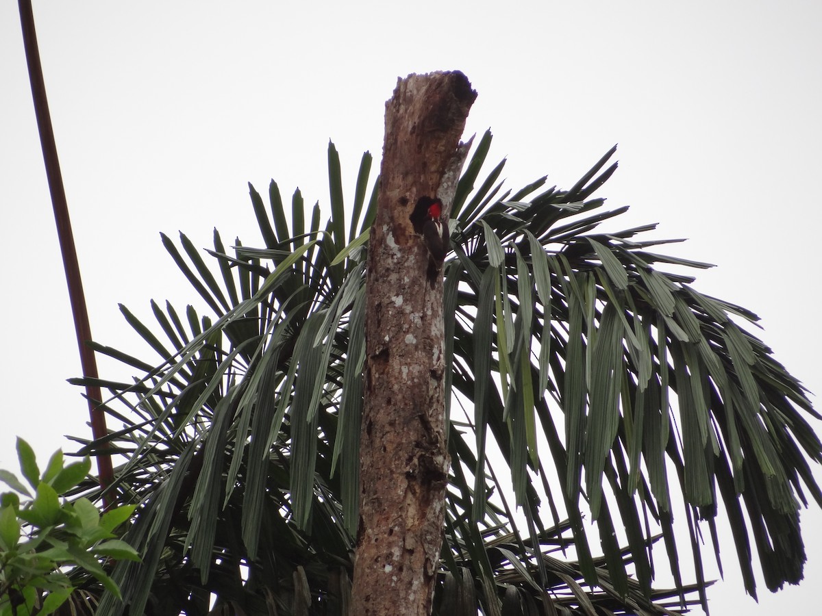 Guayaquil Woodpecker - Francisco Sornoza