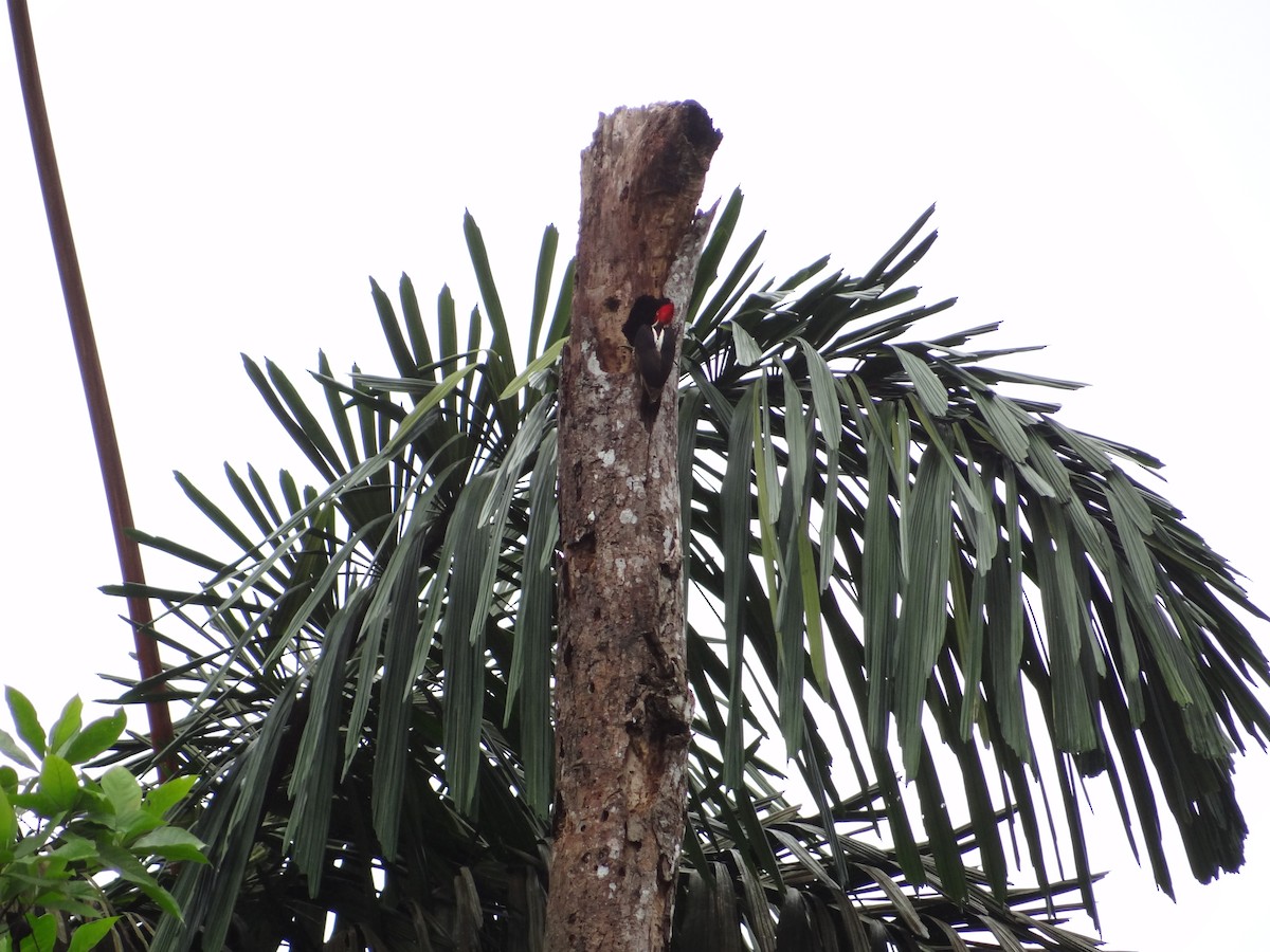 Guayaquil Woodpecker - Francisco Sornoza