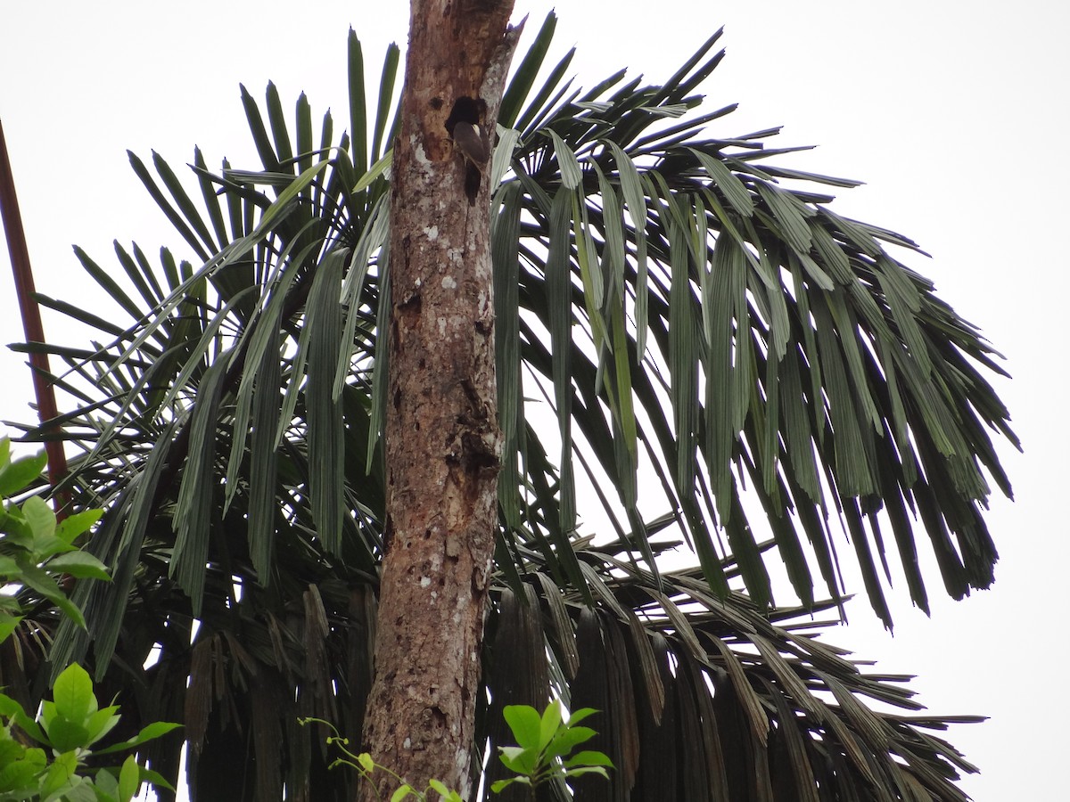 Guayaquil Woodpecker - Francisco Sornoza