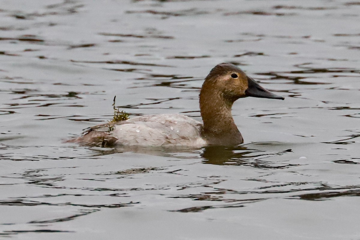 Canvasback - Debra Rittelmann