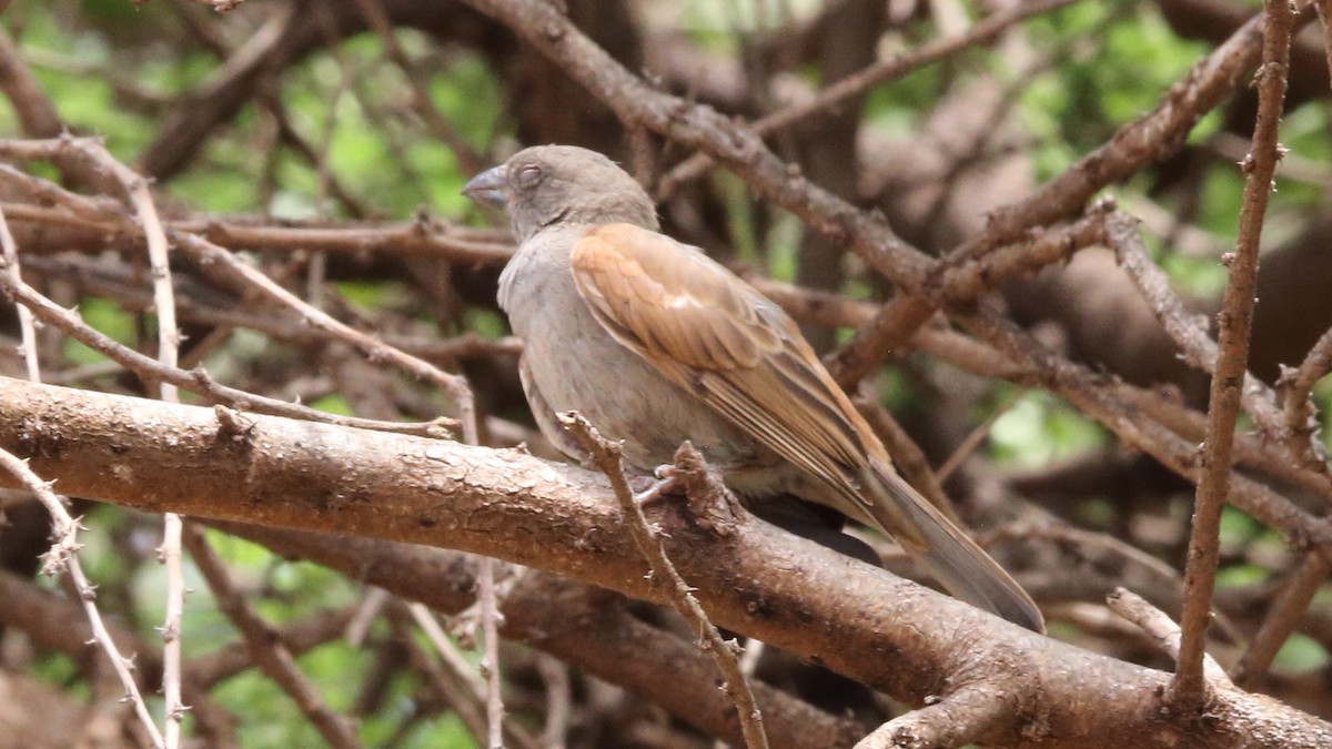 Parrot-billed Sparrow - ML617199859