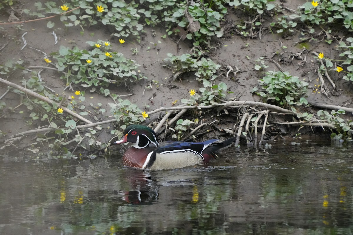 Wood Duck - ML617199910