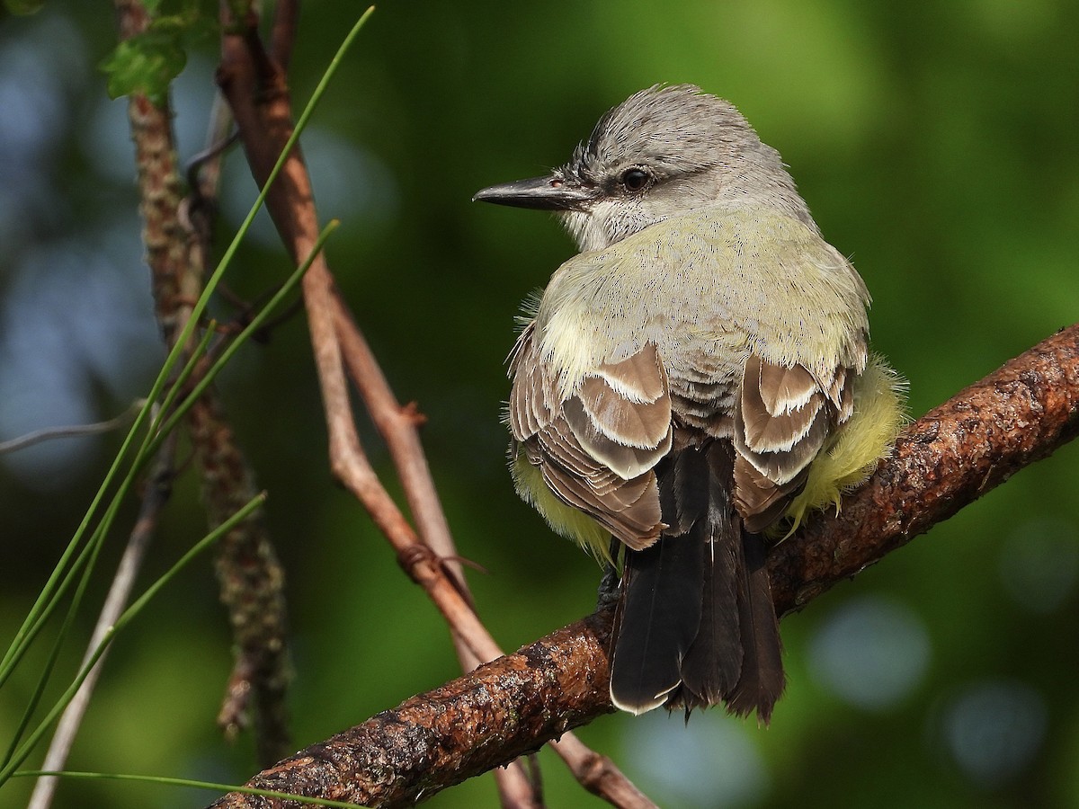 Cassin's Kingbird - ML617199918