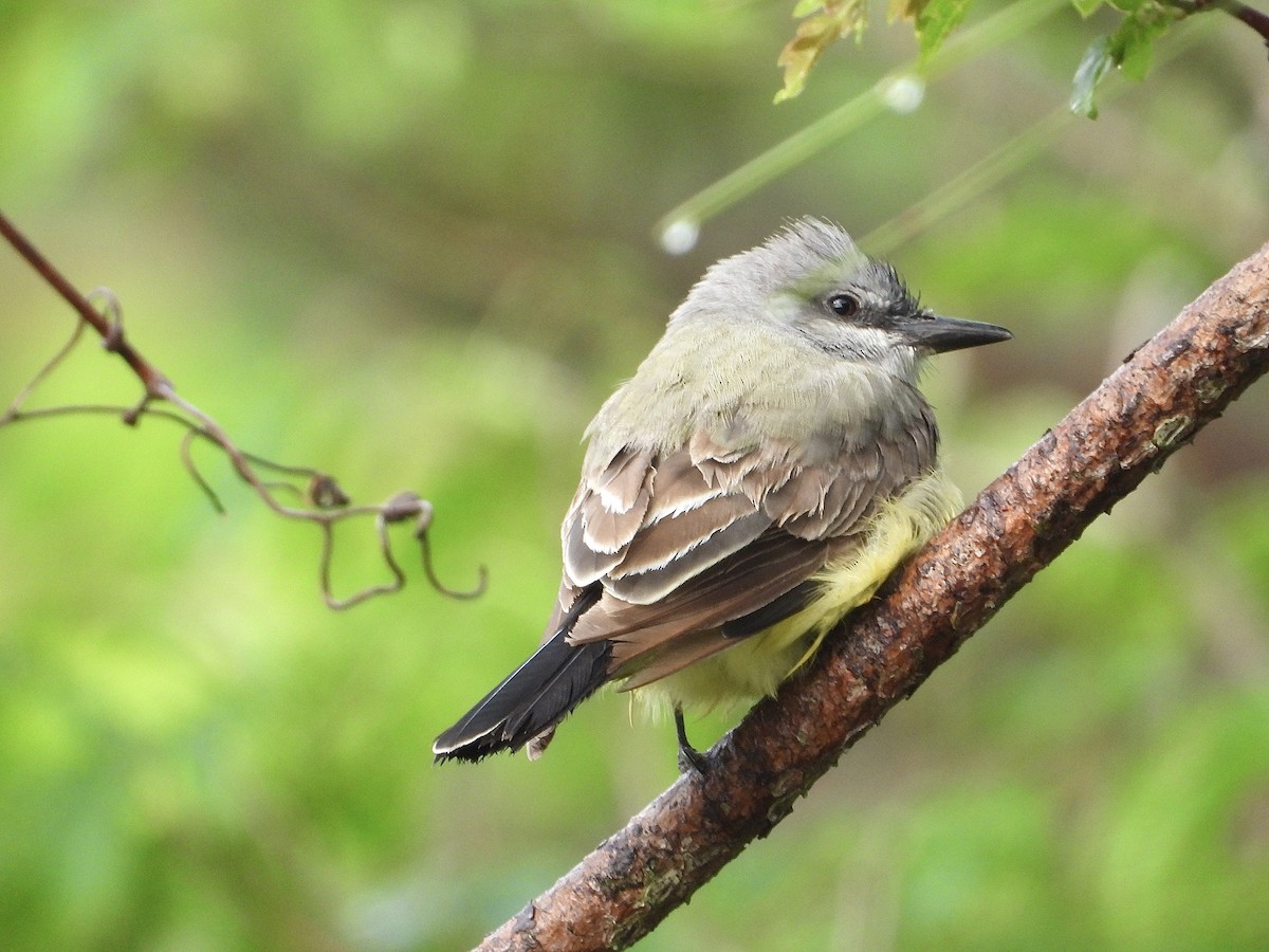 Cassin's Kingbird - ML617199919