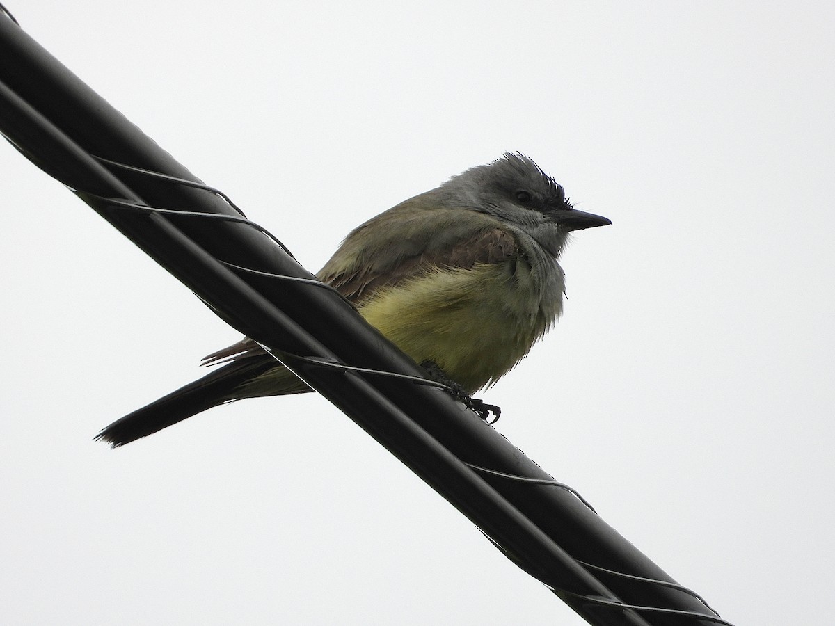 Cassin's Kingbird - Ivory Reinert