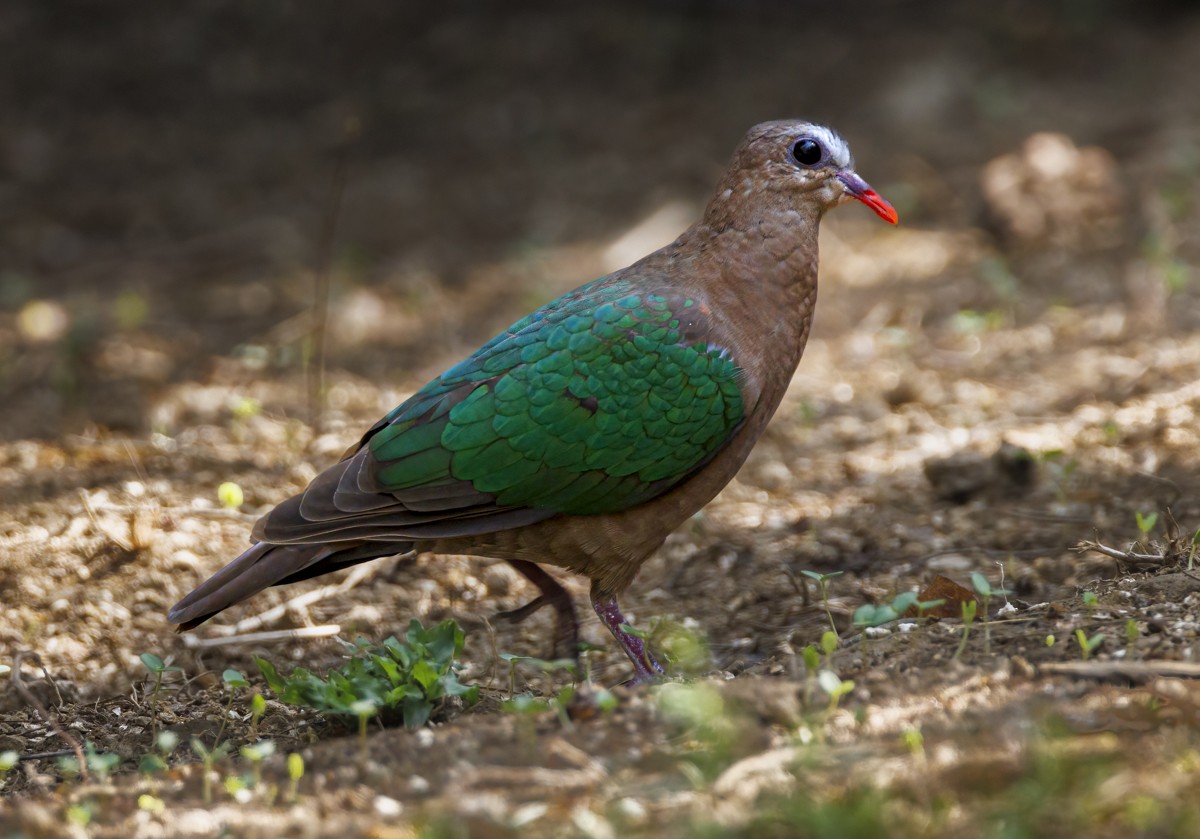 Asian Emerald Dove - ML617199921