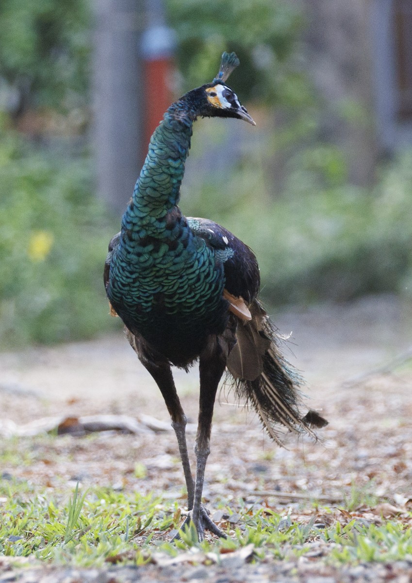 Green Peafowl - ML617199933