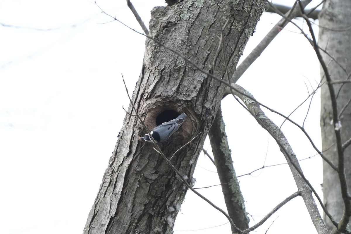 White-breasted Nuthatch - Tony Birder