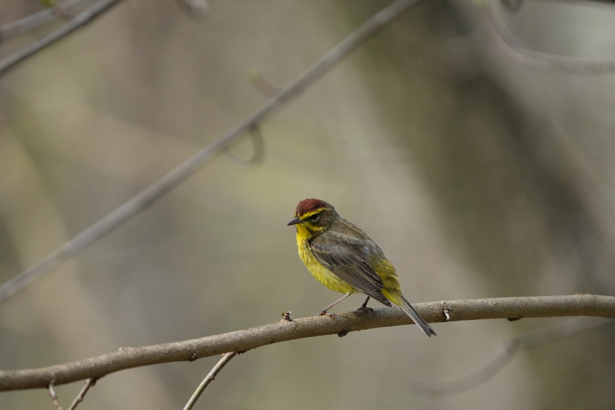 Palm Warbler - ML617199963