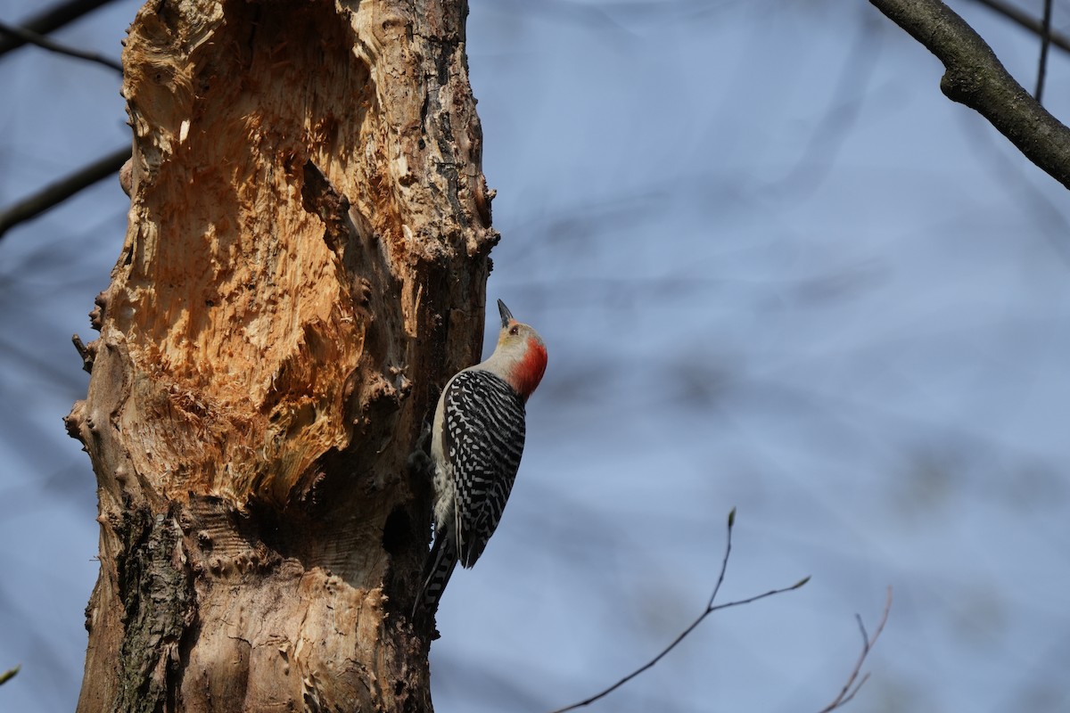 Red-bellied Woodpecker - ML617199976