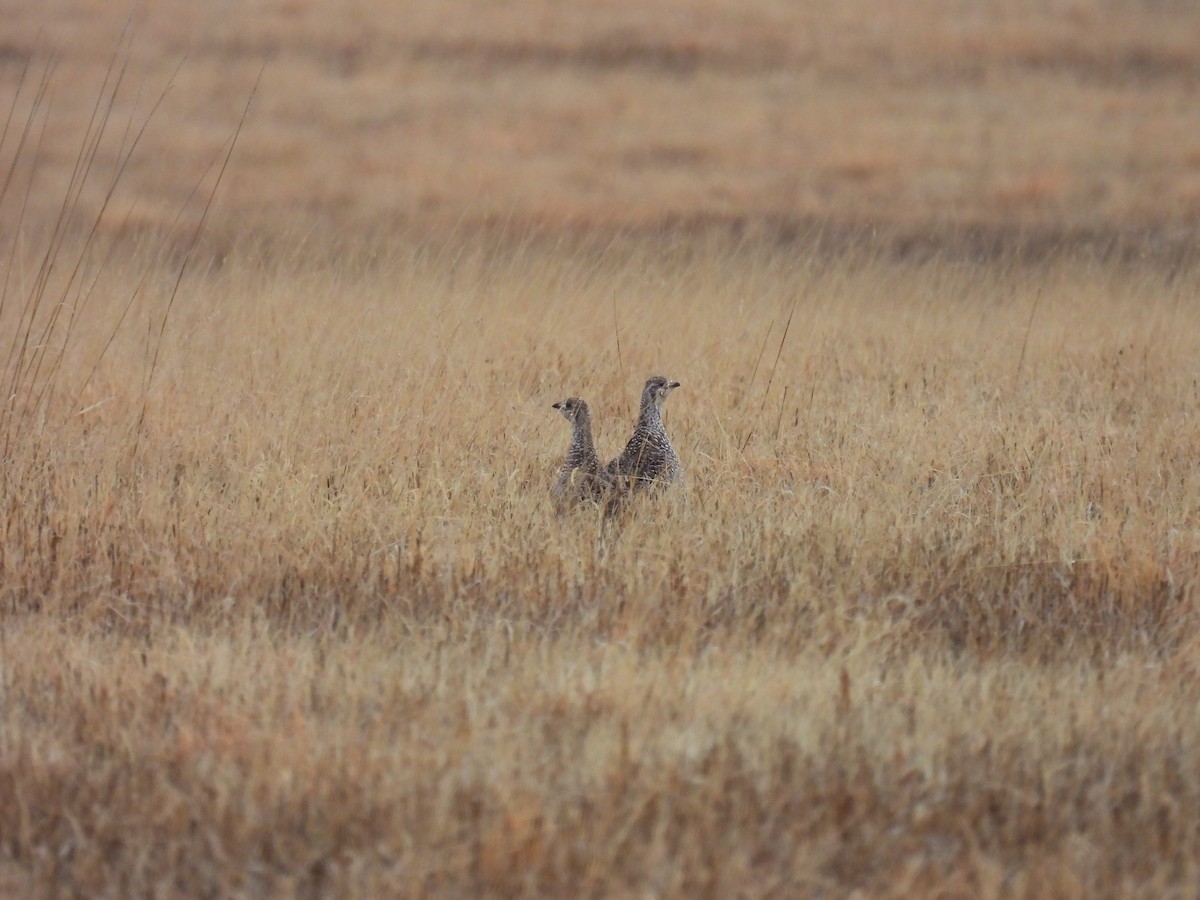 Sharp-tailed Grouse - ML617199988