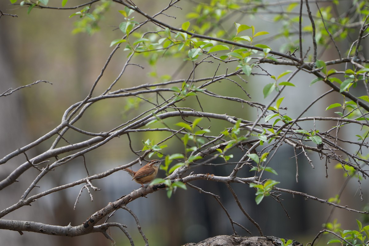 Carolina Wren - Tony Birder