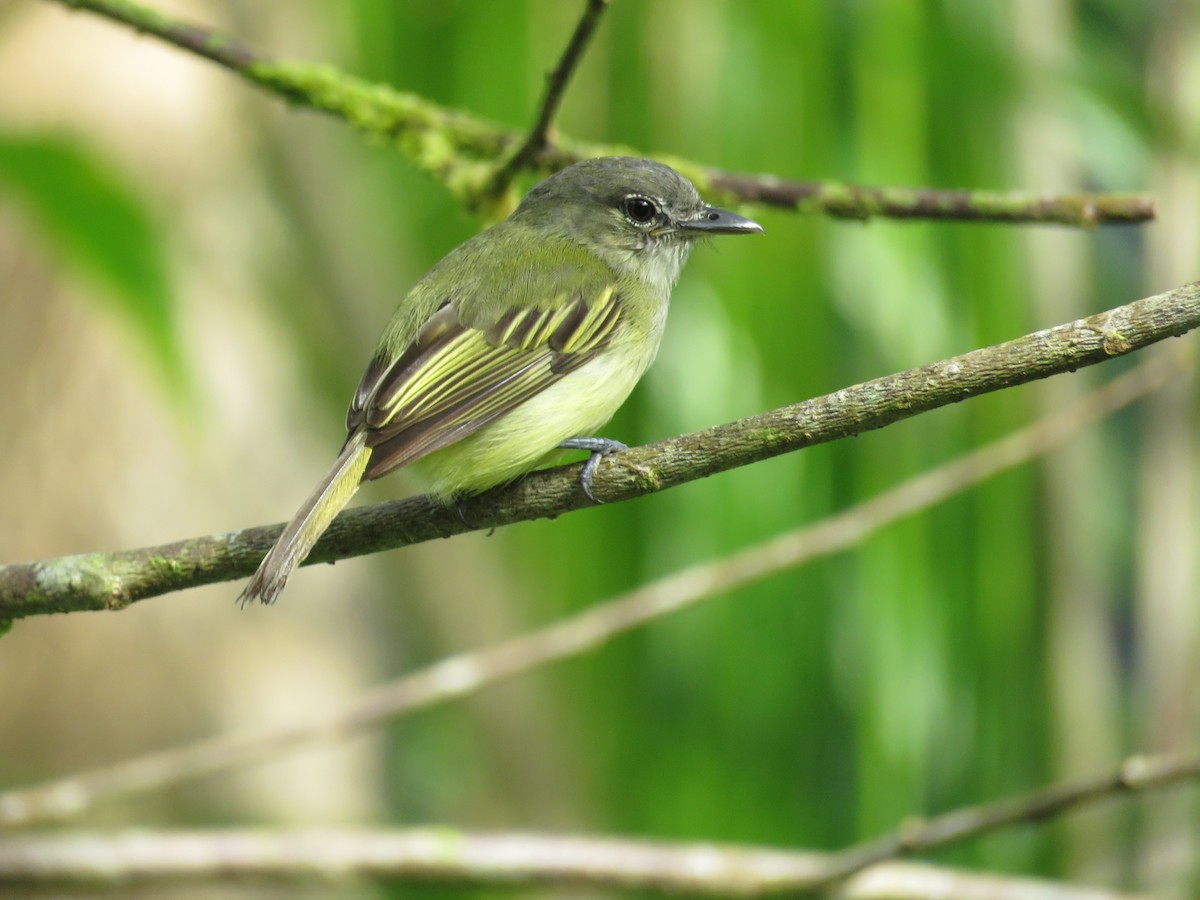 Yellow-winged Flatbill - Juan Pablo Arboleda