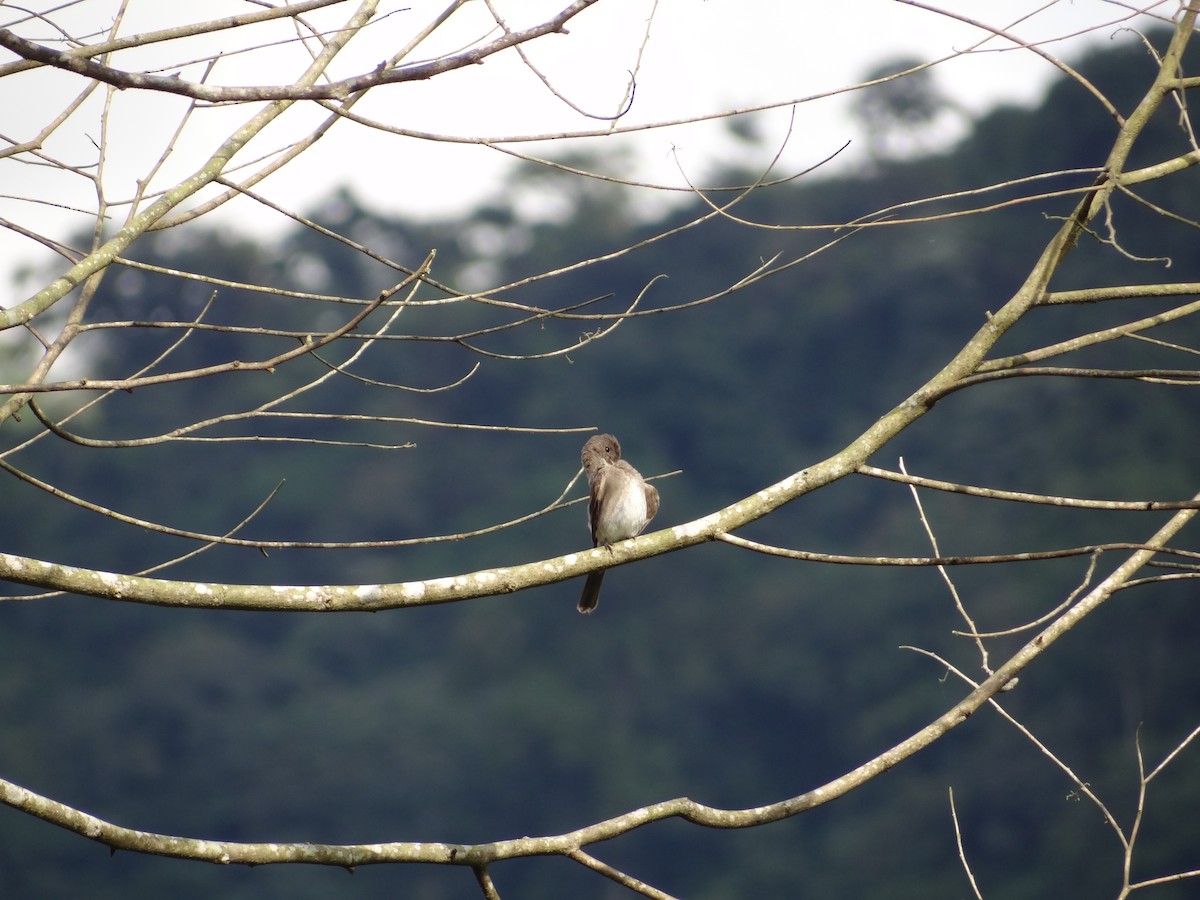 Western Wood-Pewee - ML617200052