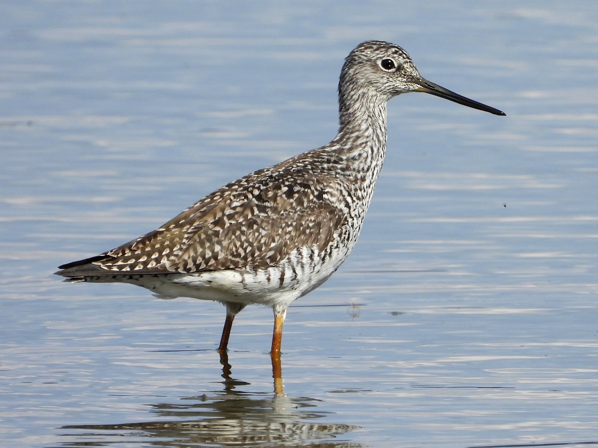 Greater Yellowlegs - ML617200053