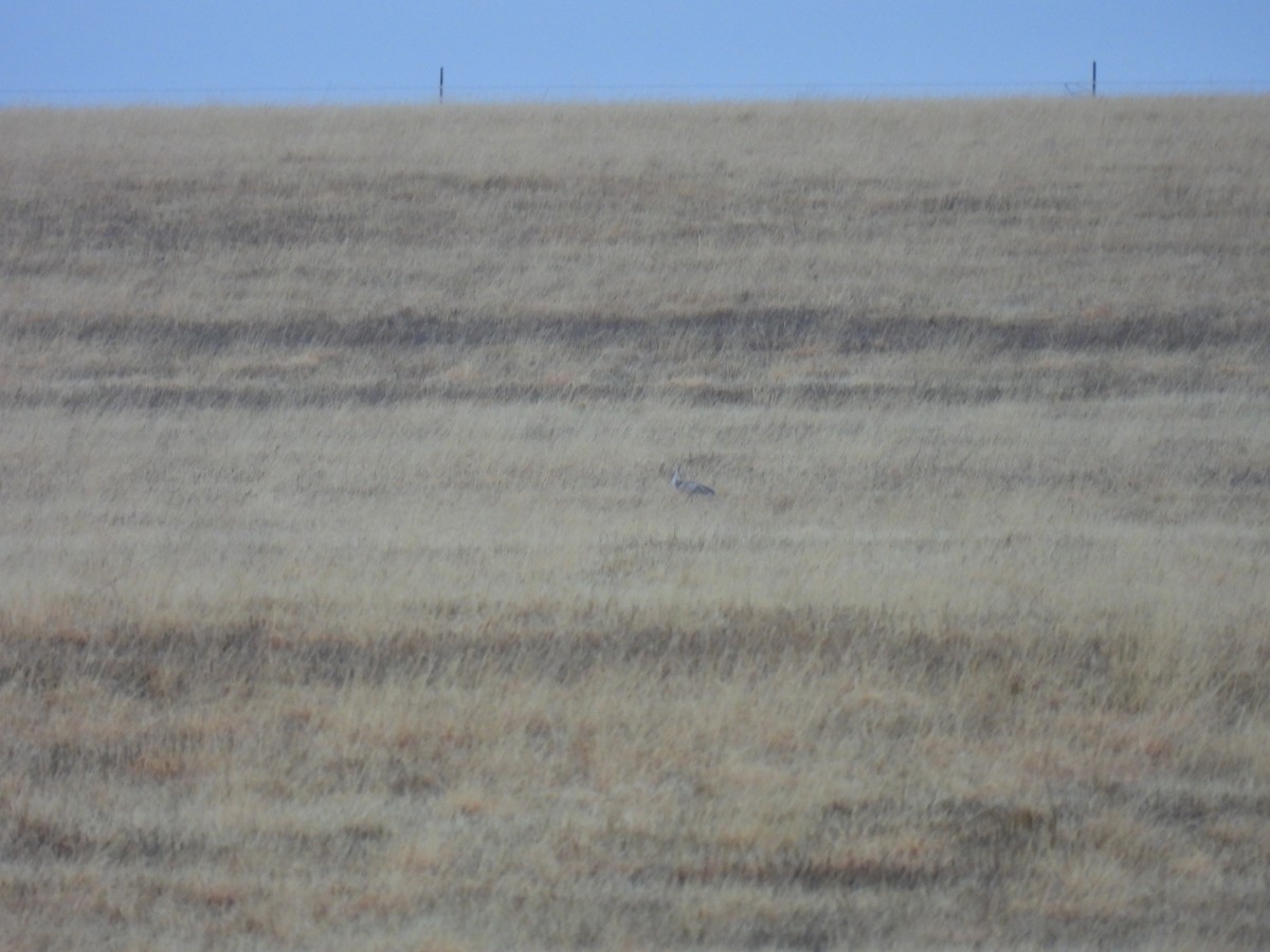 Sharp-tailed Grouse - ML617200058