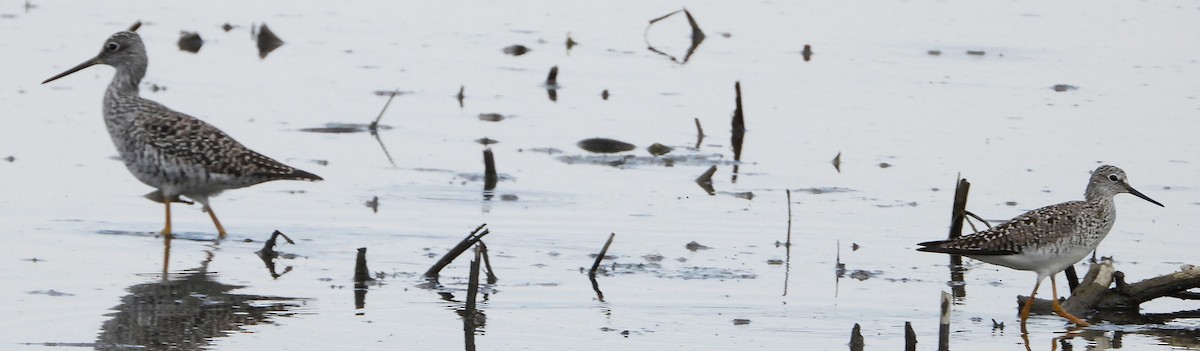 Lesser Yellowlegs - ML617200060