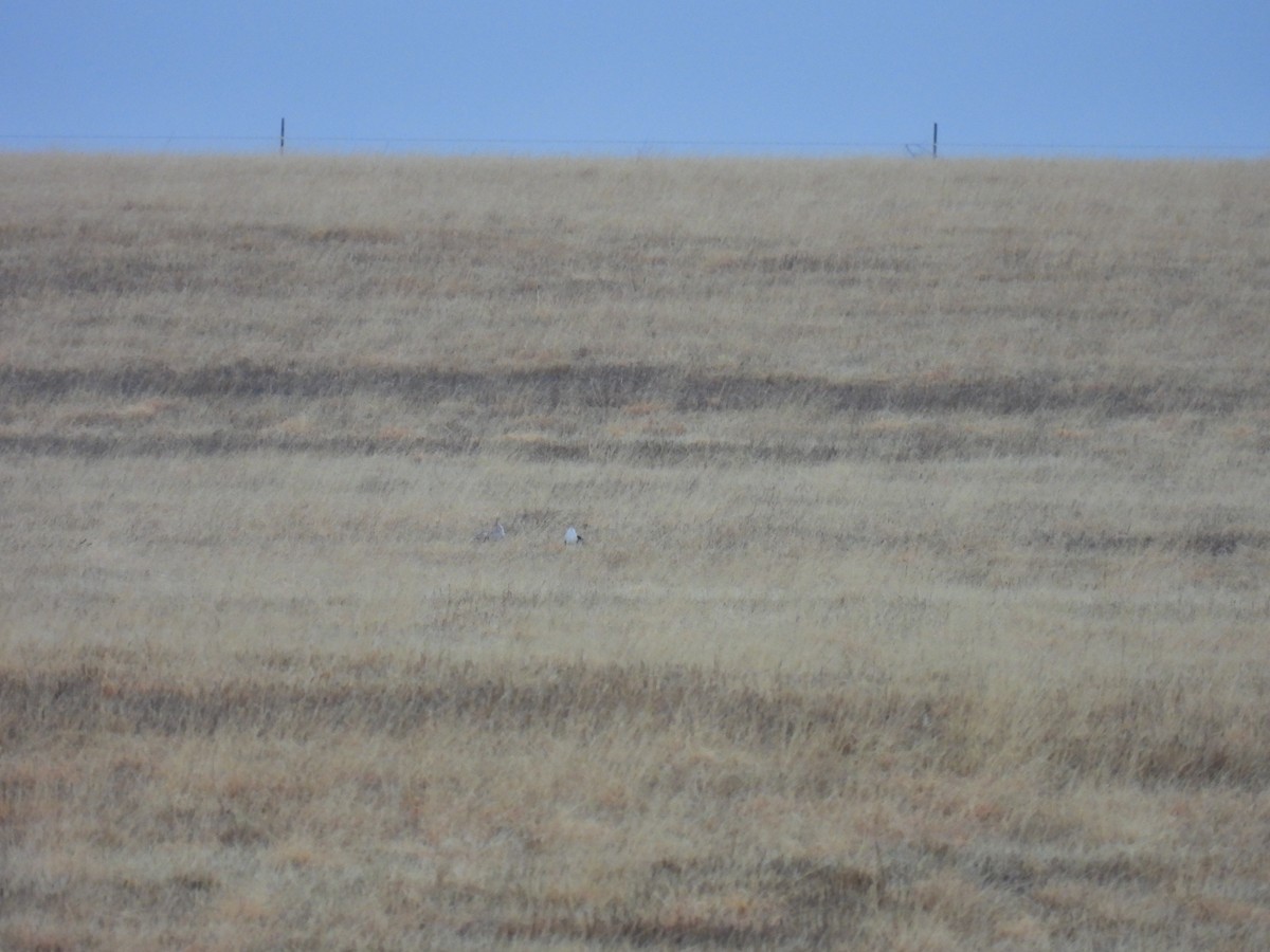Sharp-tailed Grouse - ML617200061