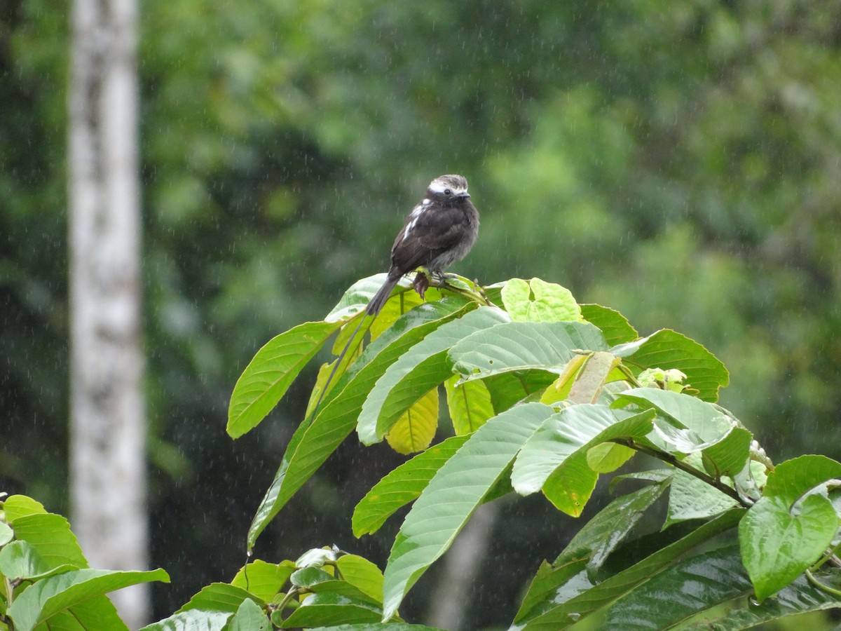 Long-tailed Tyrant - ML617200072