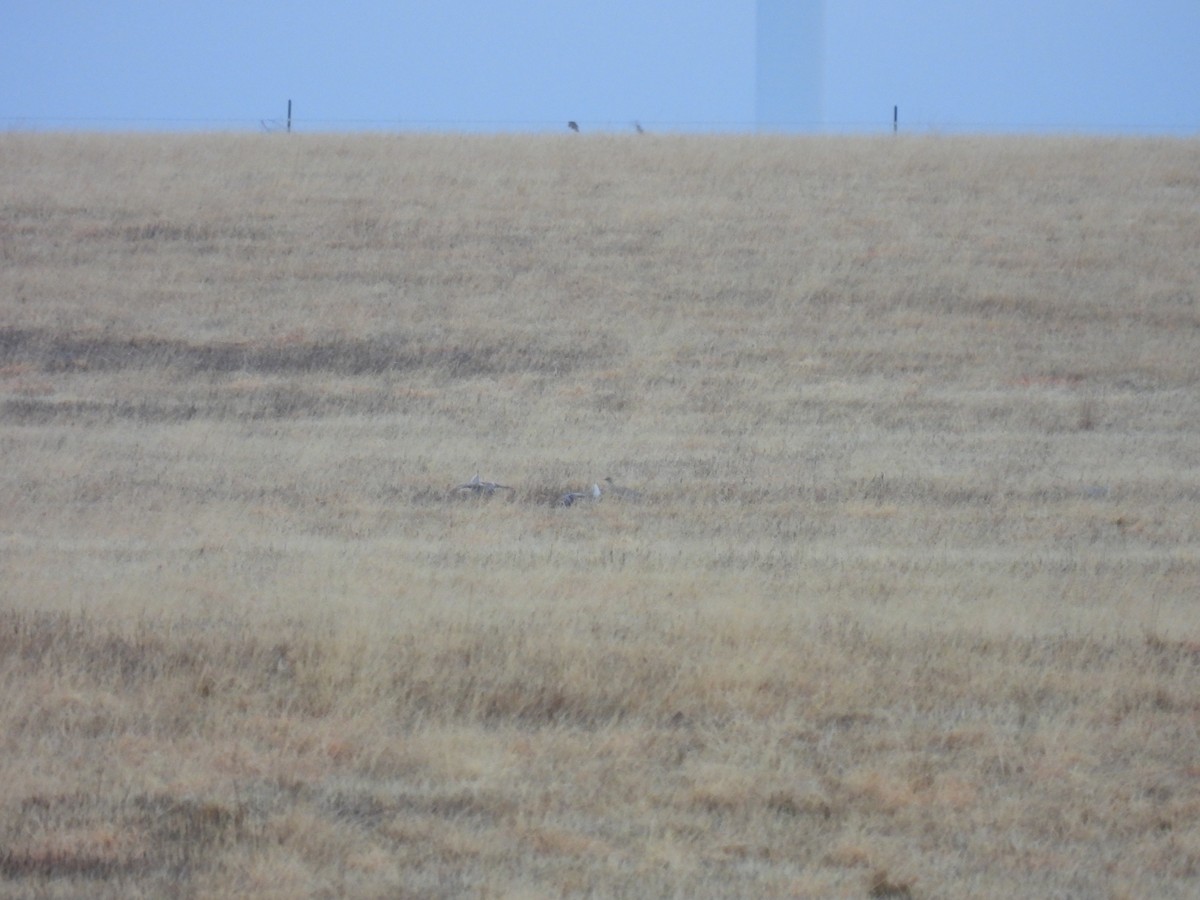Sharp-tailed Grouse - ML617200076