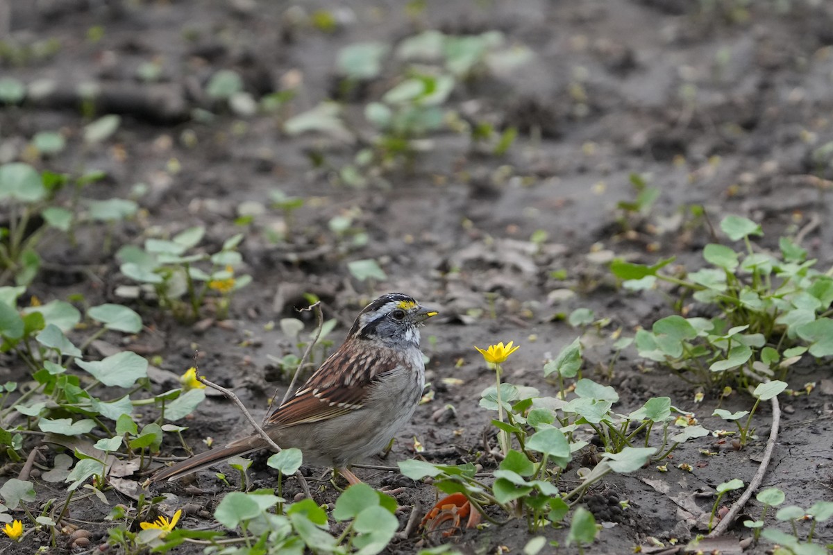 White-throated Sparrow - ML617200077