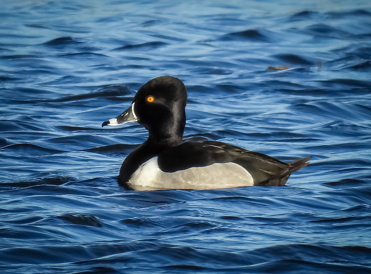 Ring-necked Duck - ML617200094