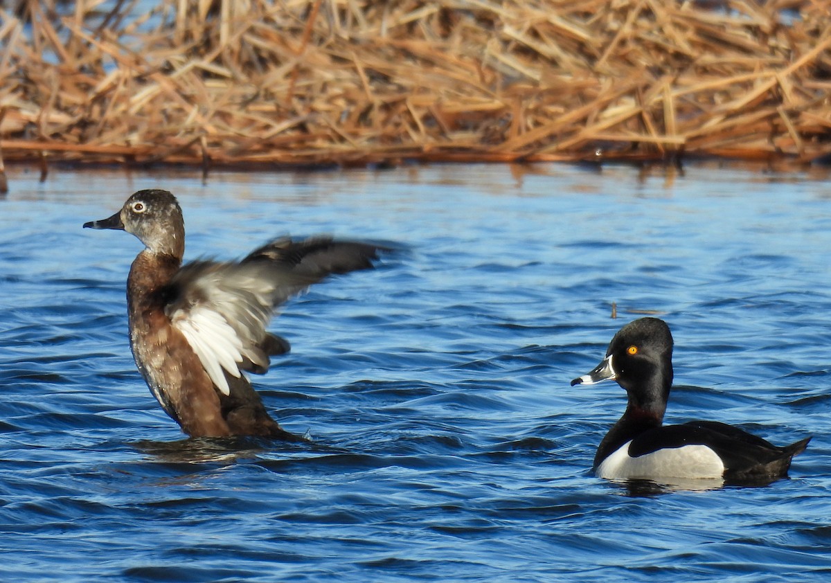 Ring-necked Duck - ML617200096