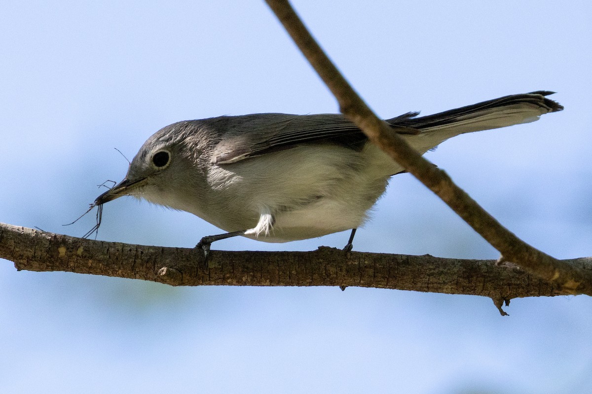 Blue-gray Gnatcatcher - ML617200113