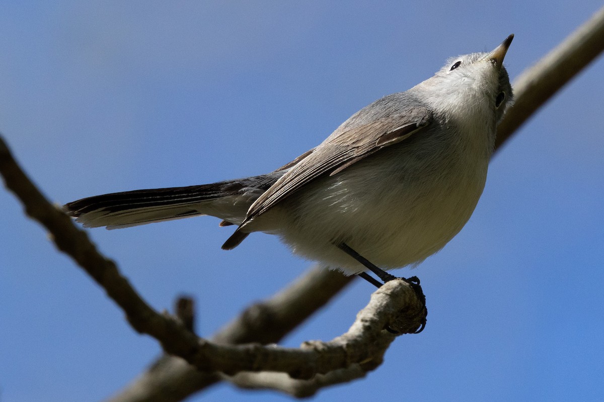 Blue-gray Gnatcatcher - ML617200114