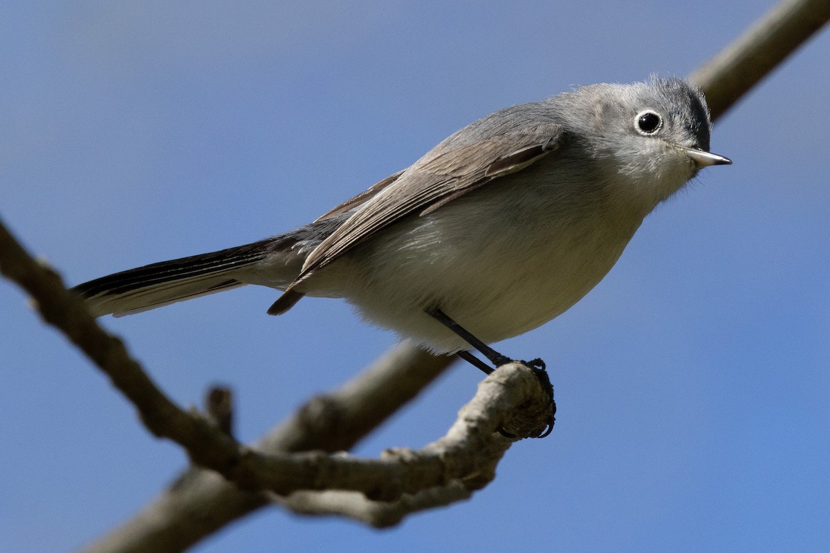 Blue-gray Gnatcatcher - ML617200115