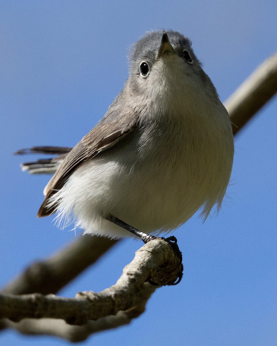 Blue-gray Gnatcatcher - ML617200116