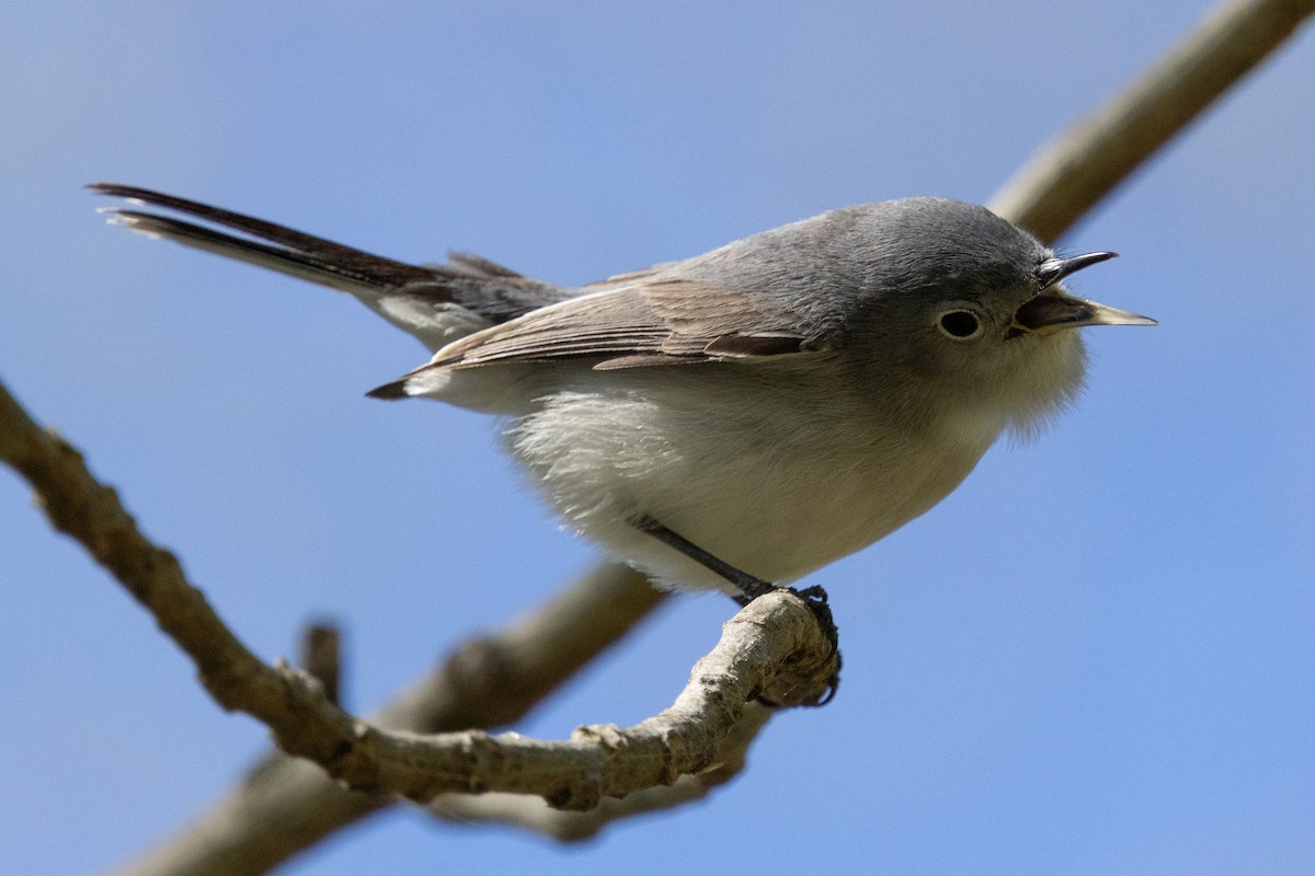 Blue-gray Gnatcatcher - ML617200117