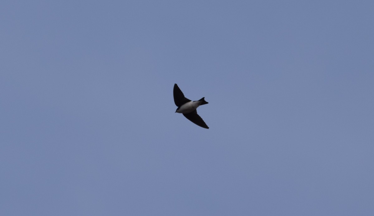 Golondrina Bicolor - ML617200133