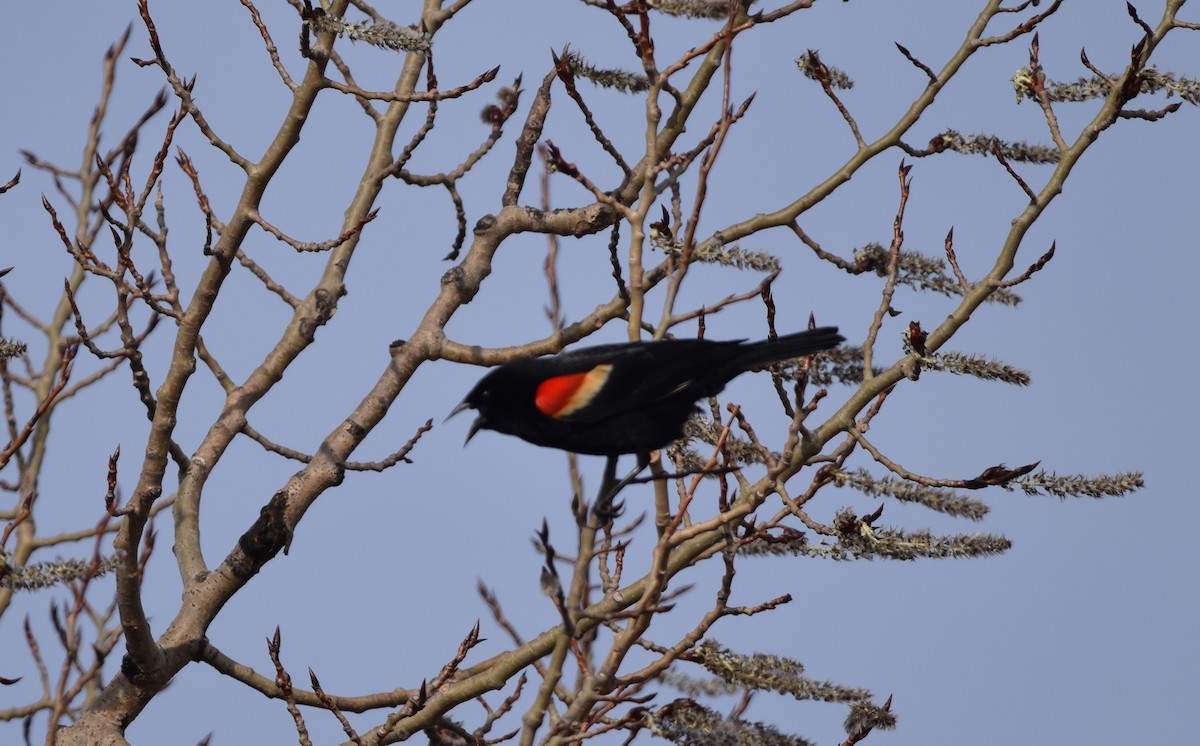 Red-winged Blackbird - ML617200138