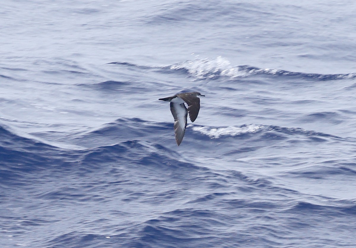 Wedge-tailed Shearwater - ML617200139