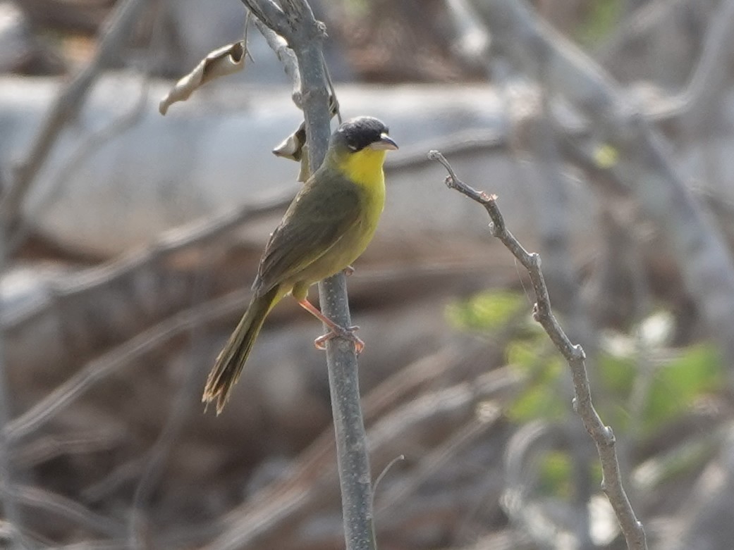 Gray-crowned Yellowthroat - ML617200158