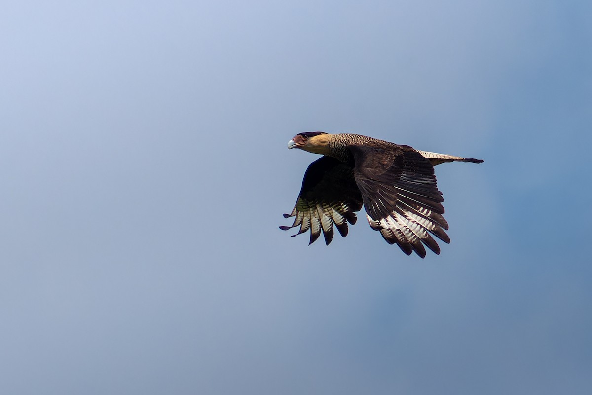 Crested Caracara - ML617200186