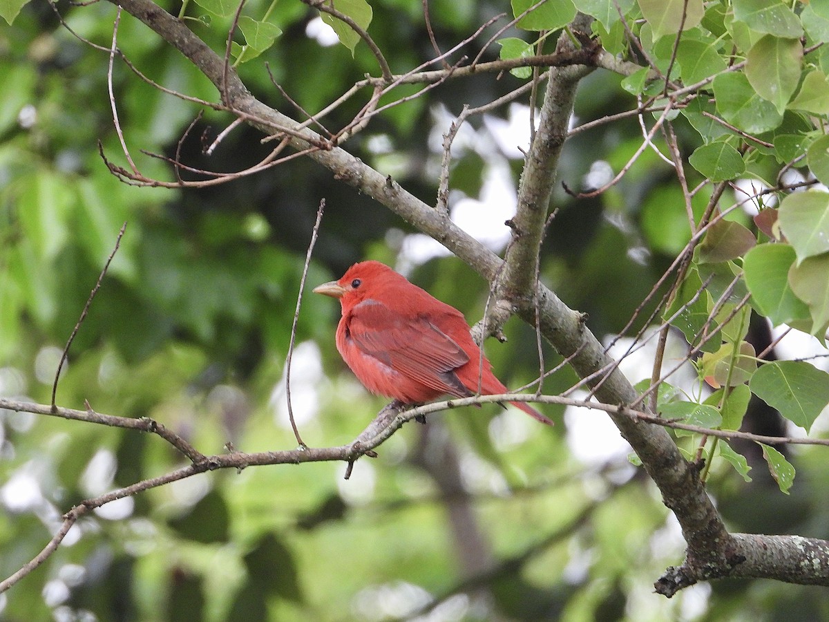 Summer Tanager - ML617200187